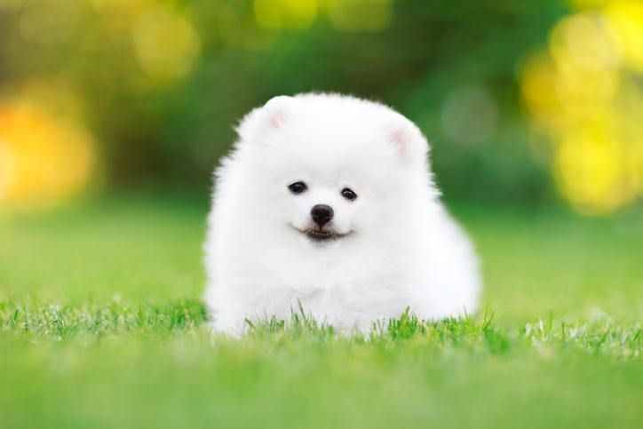 cute fluffy white puppy