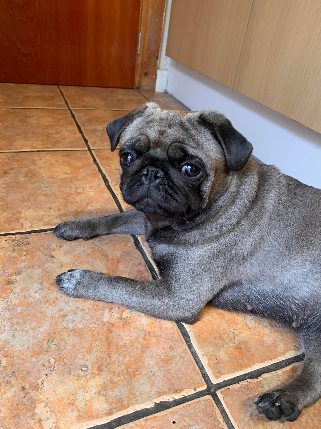 grey pug