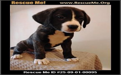 boxer rescues in ohio