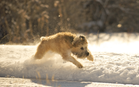wheaten terrier photos