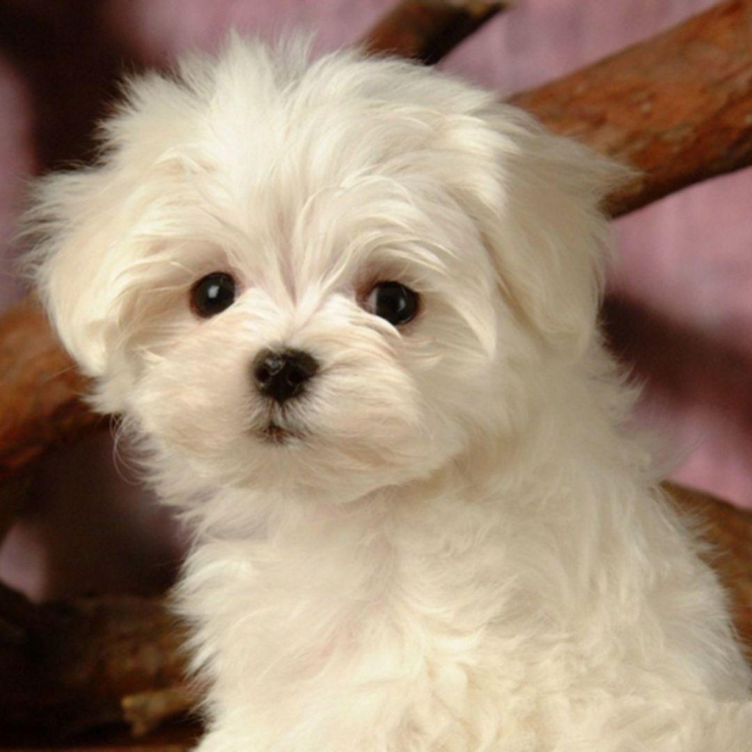 cute fluffy white puppy