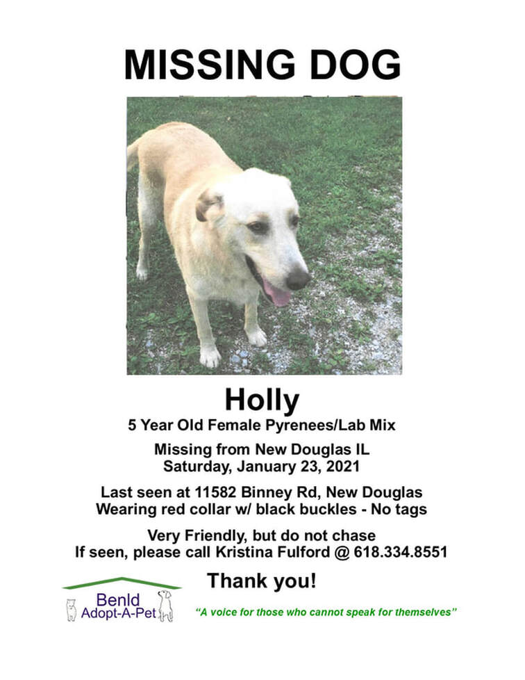 missing puppy near me