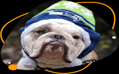 blue haven french bulldogs