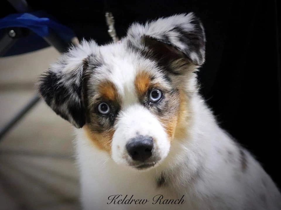 miniature australian shepherd texas