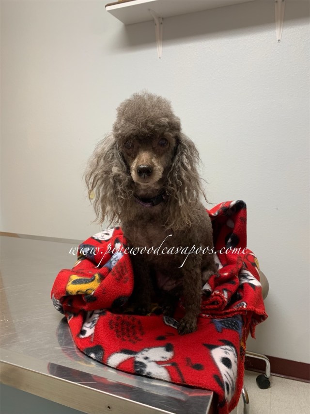 oldest miniature poodle