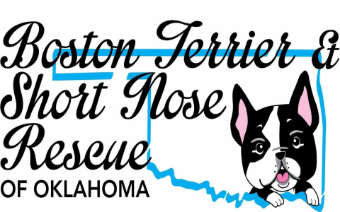 boston terrier rescue az