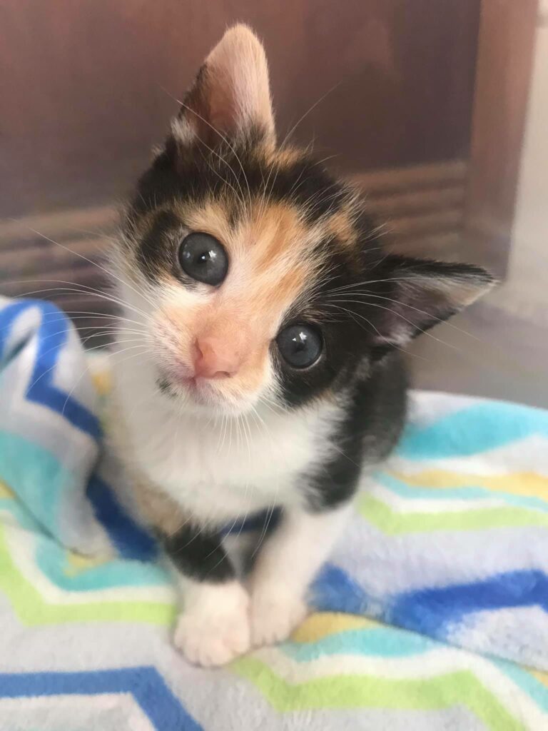 foster a kitten near me
