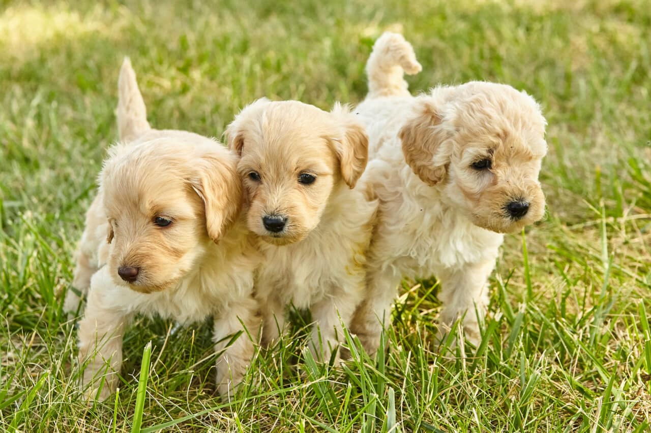goldendoodle puppies sc