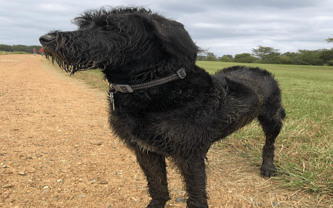 boxer goldendoodle mix