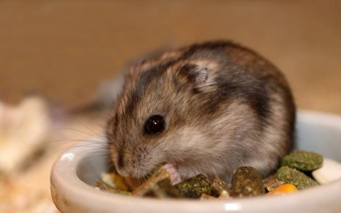 small animals for pets