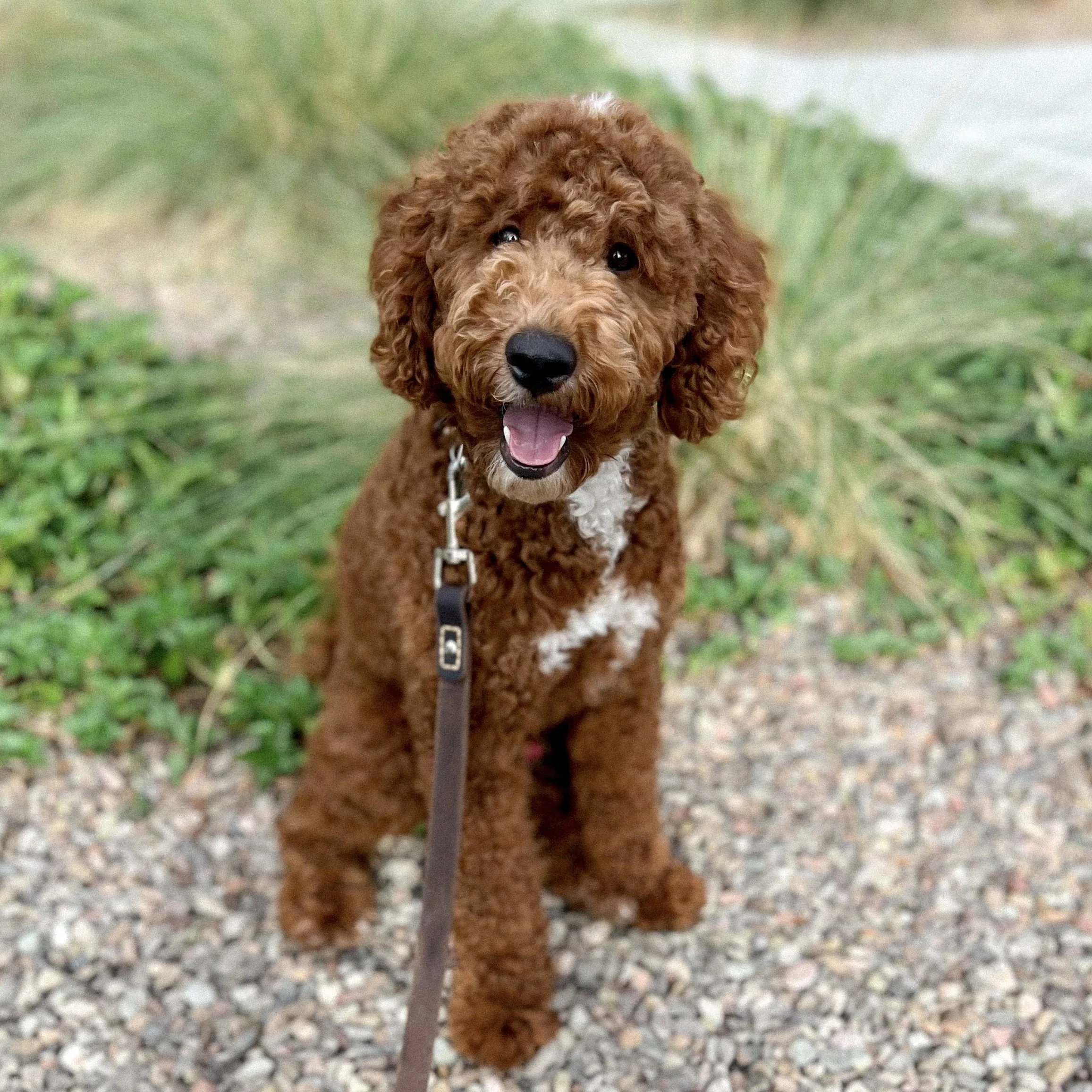 goldendoodle rescue arizona