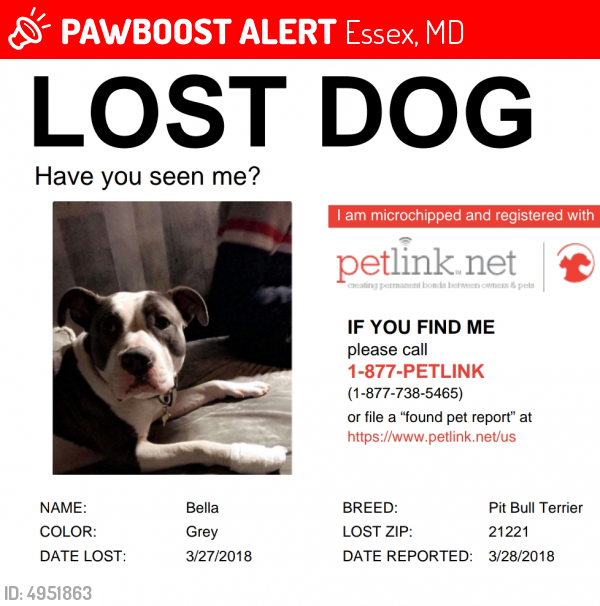 missing puppy near me
