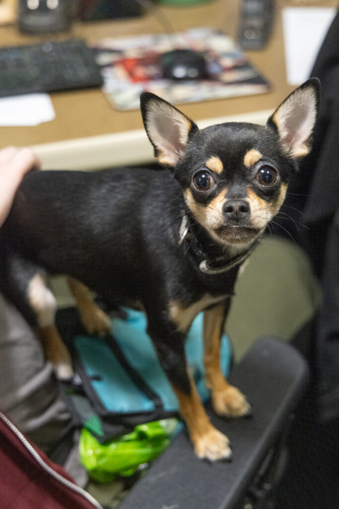 chihuahua found
