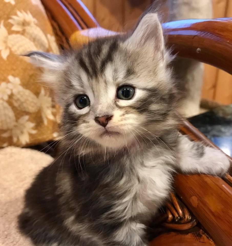 kittens for sale maui