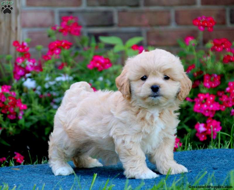 peekapoo for sale near me