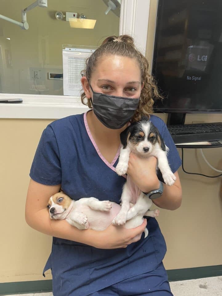 local dog rescue groups