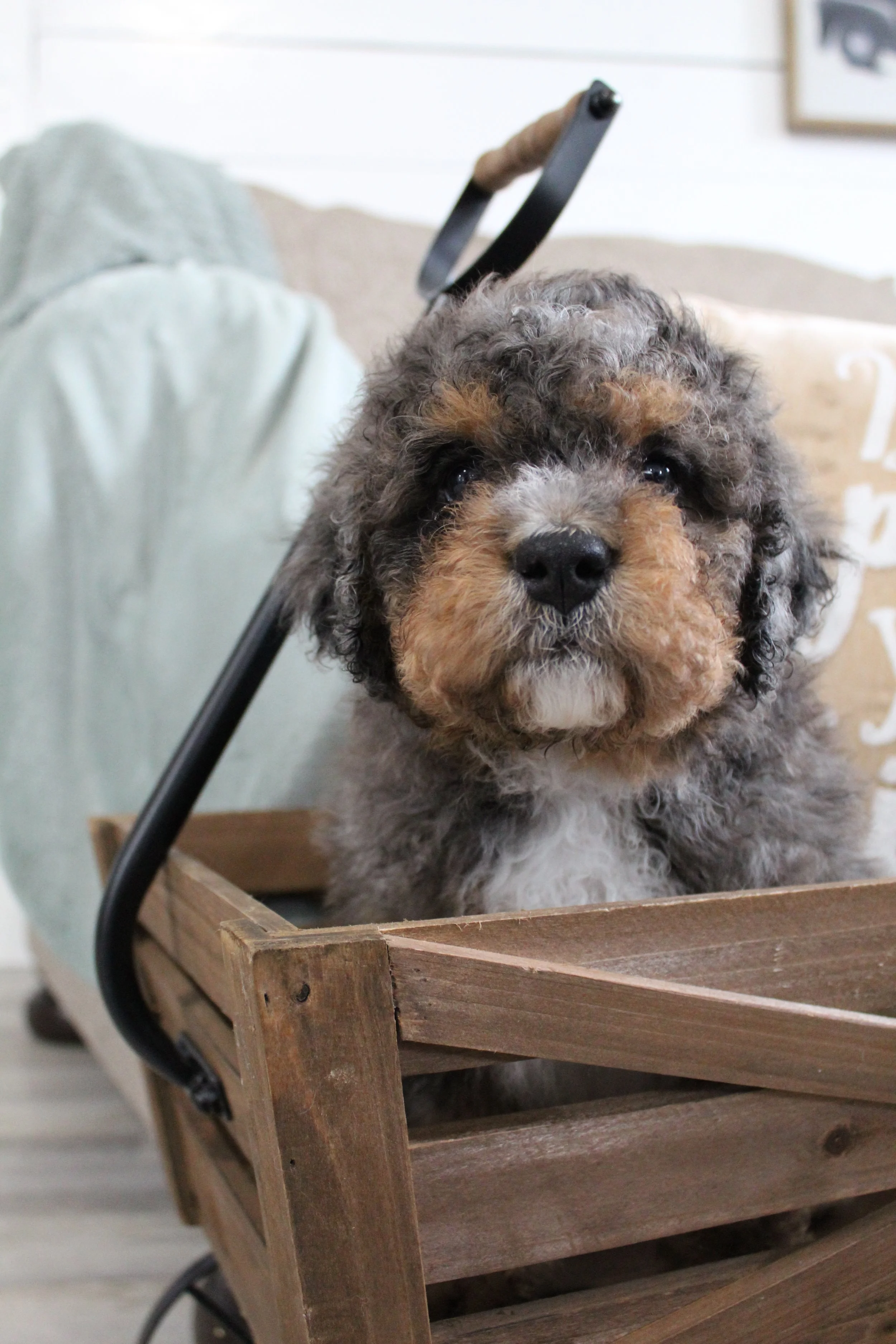 bernedoodle breeders new england