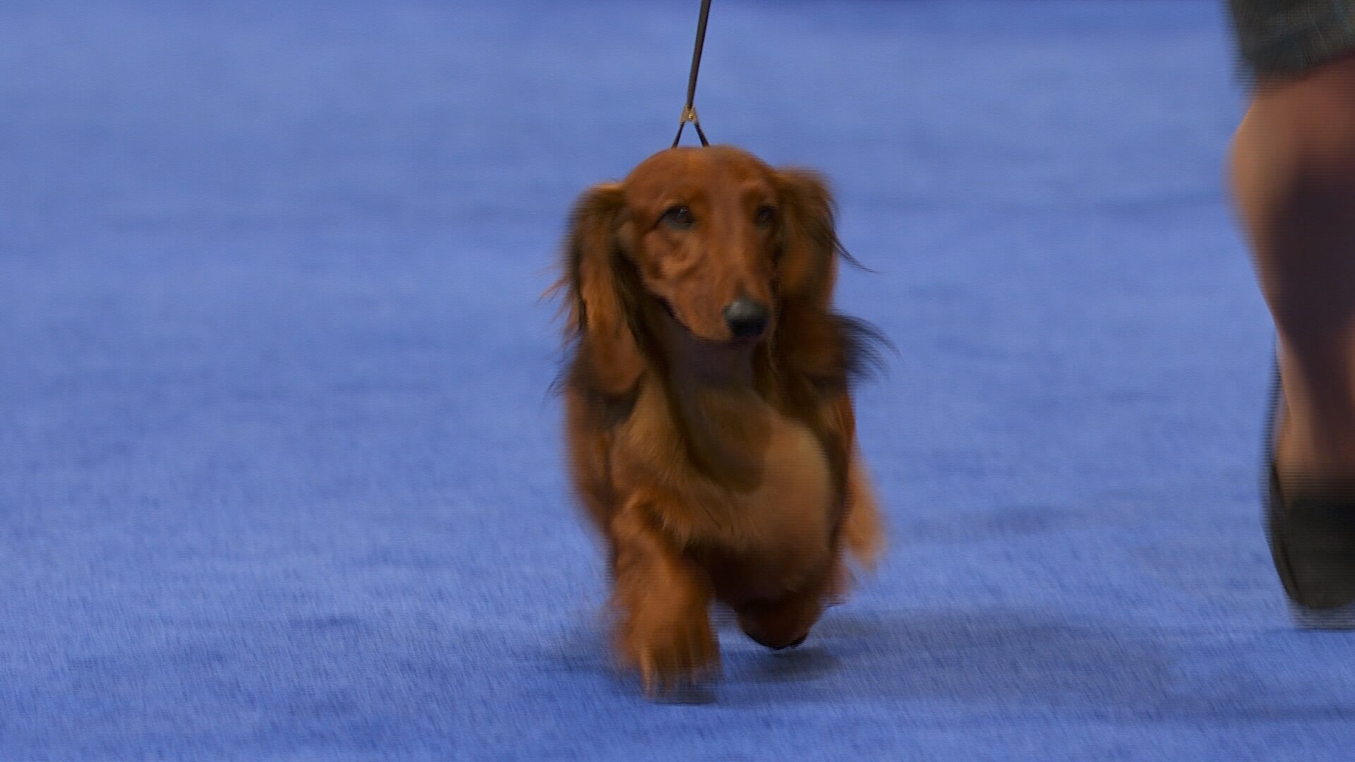 national dog show dachshund