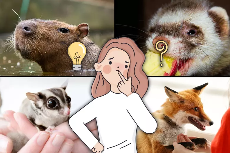 washington exotic pet laws