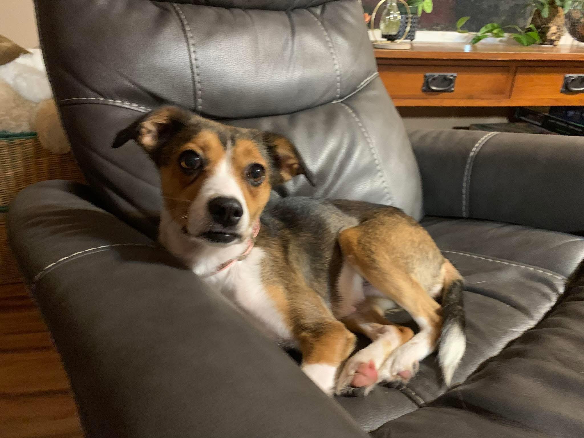 petfinder manhattan ks