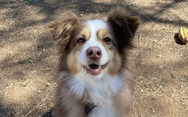 australian shepherd rescue north texas