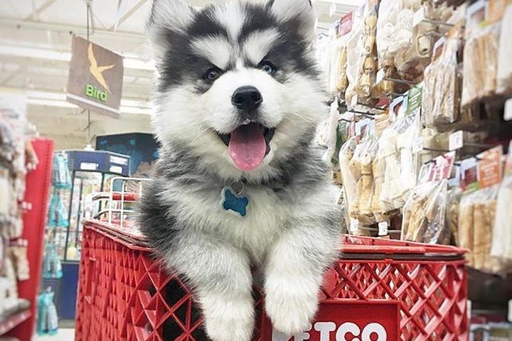 pet store los angeles puppies