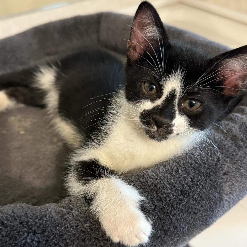 where can i buy cats