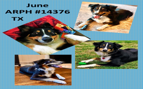 australian shepherd rescue north texas