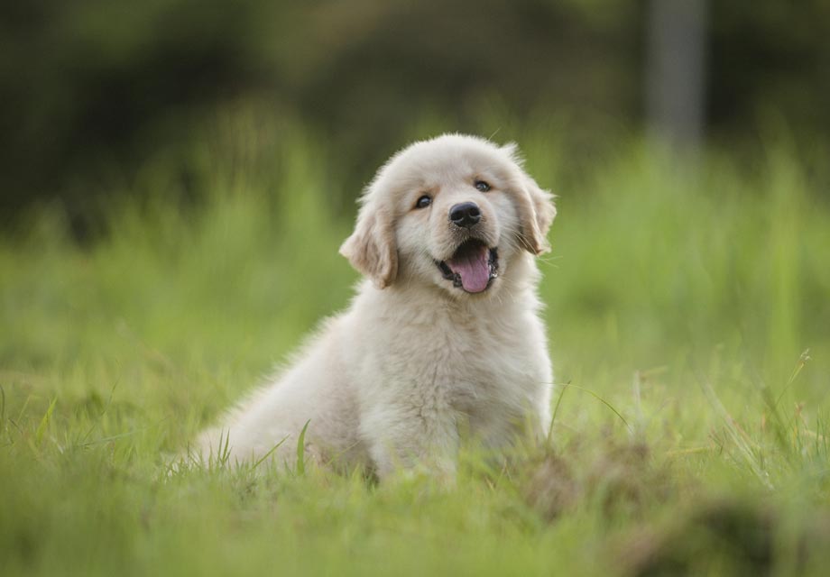 golden retriever puppies for sale rhode island