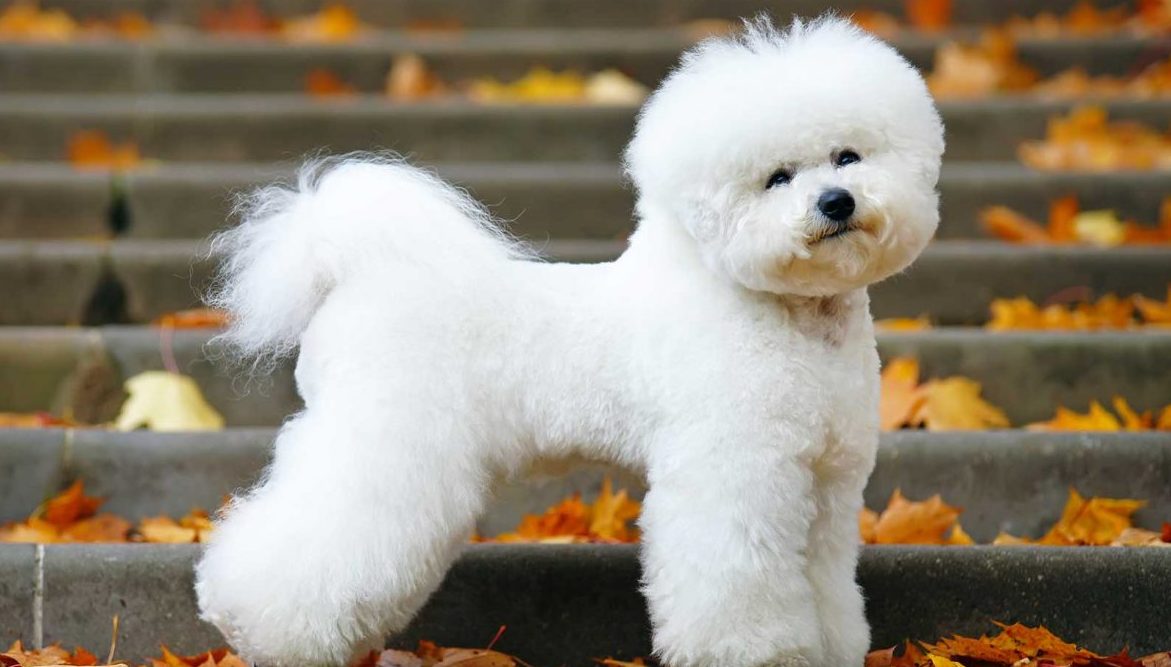 bichon dogs for sale