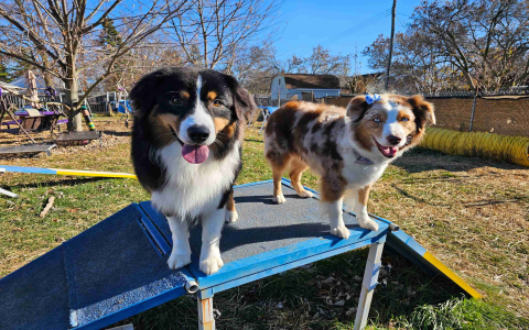 australian shepherd puppies michigan