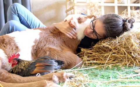 freedom farm animal rescue