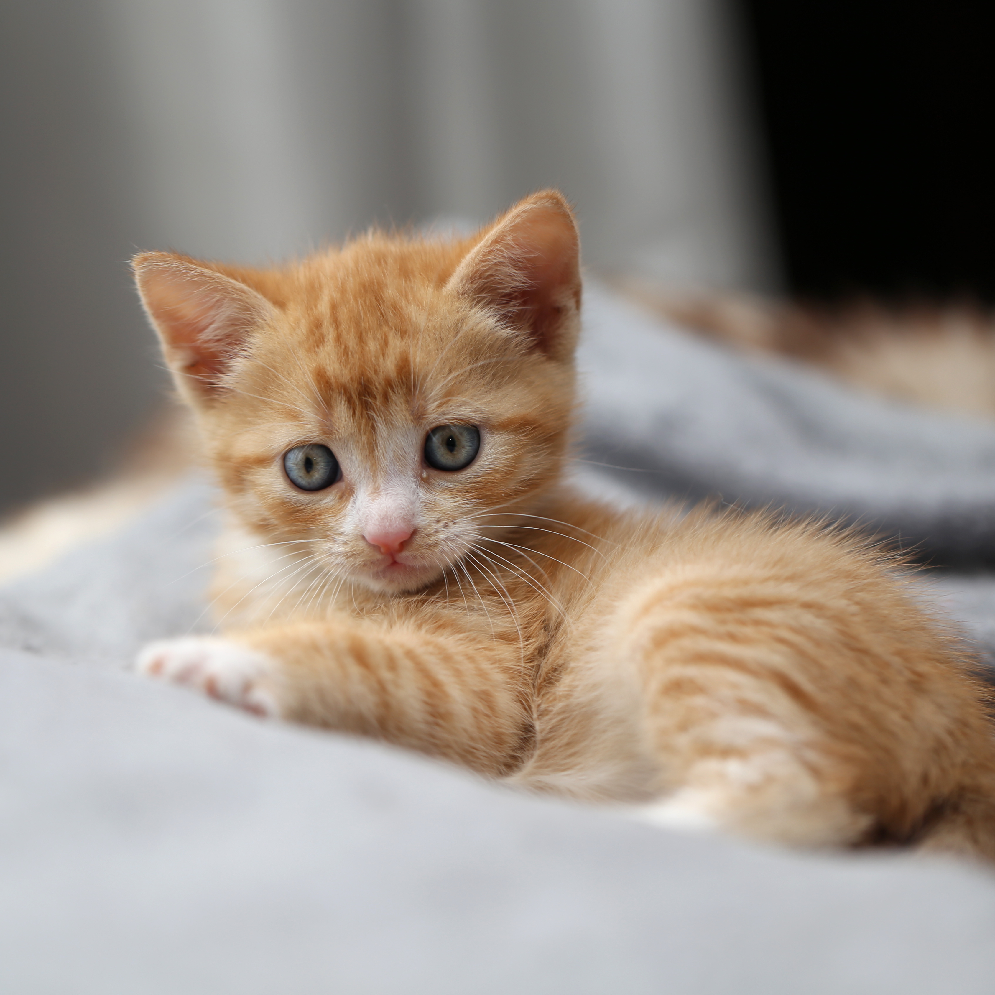 stanislaus county animal shelter