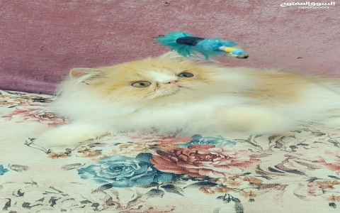 sell kittens near me