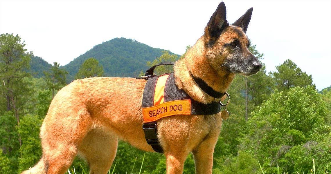 search and rescue dogs