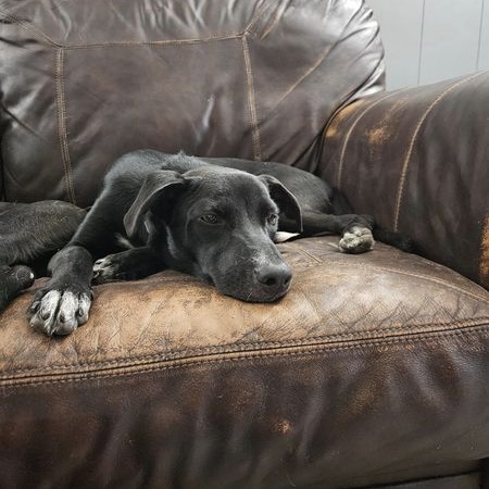 petfinder charlottesville va