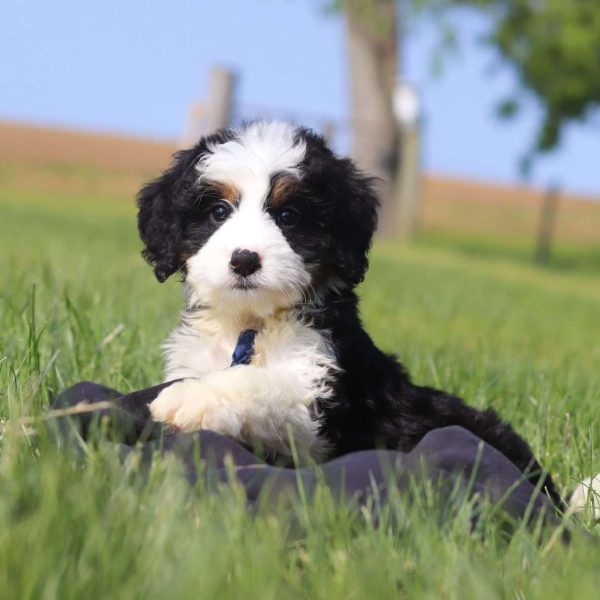 petite bernedoodle for sale