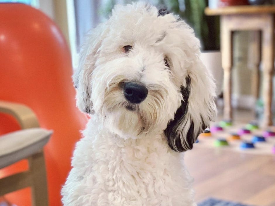 bunny sheepadoodle