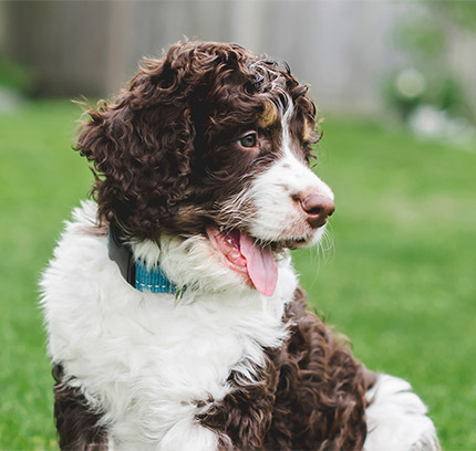 bernedoodle puppies virginia
