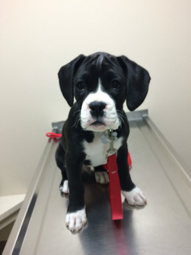 sealed boxer puppies