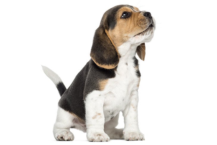 beagle puppies for sale pa