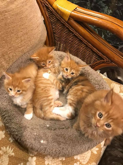 kittens for sale maui