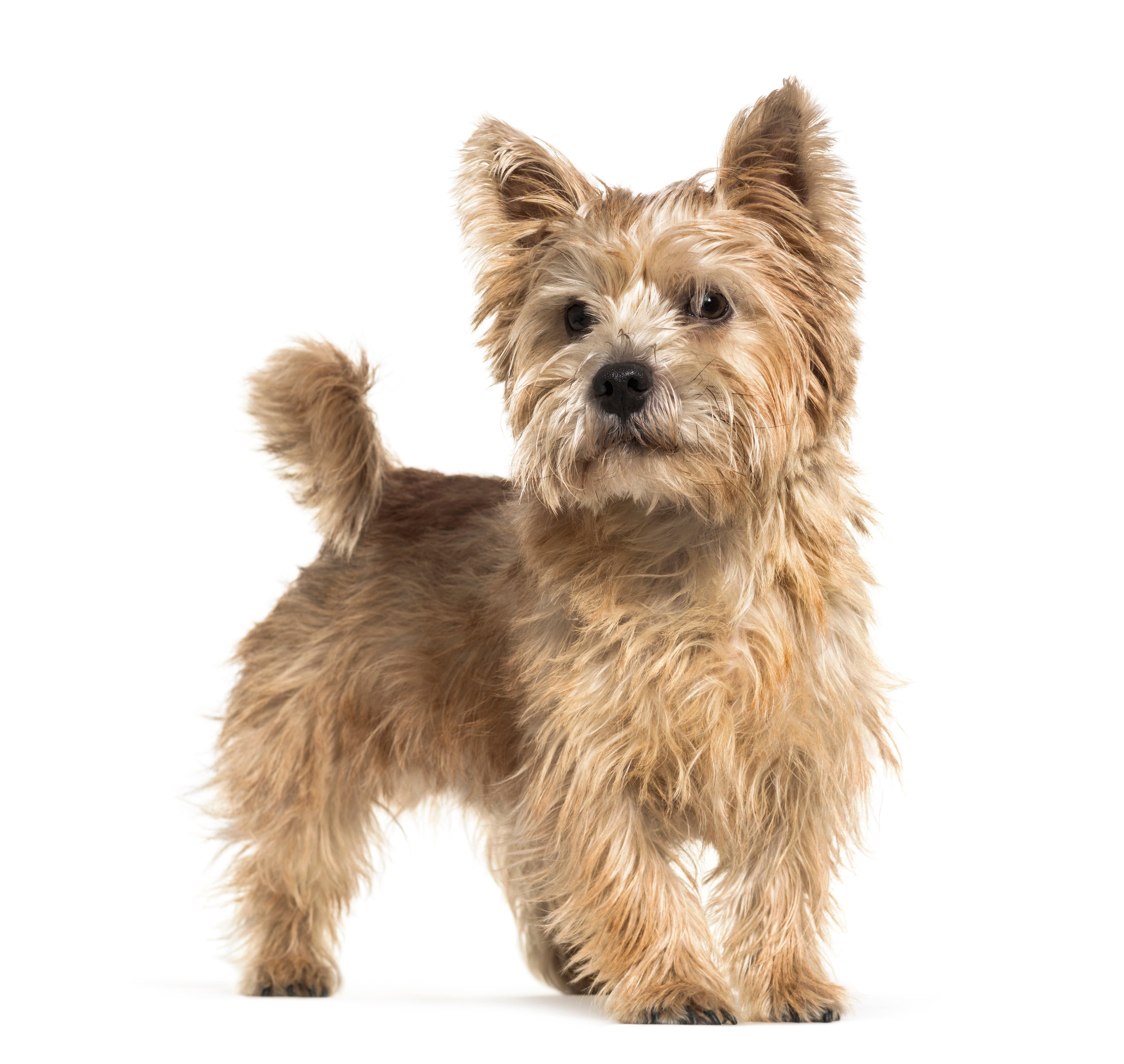 norwich terrier rescue uk