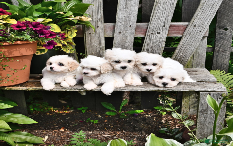 bichon frise breeders florida