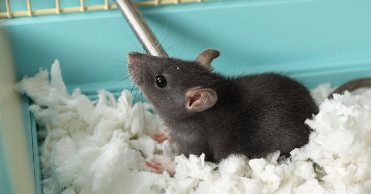 best litter for rats