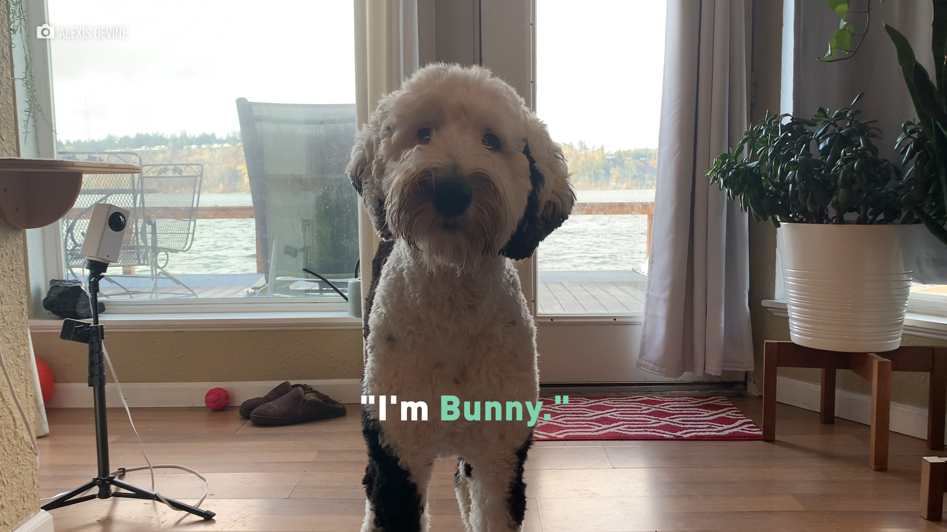 bunny sheepadoodle
