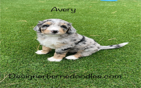 bernedoodle puppies virginia