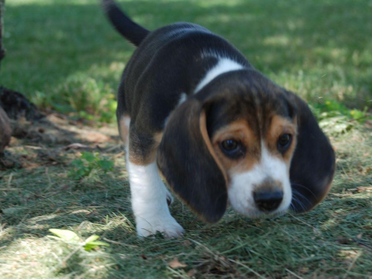 beagle puppies for sale pa