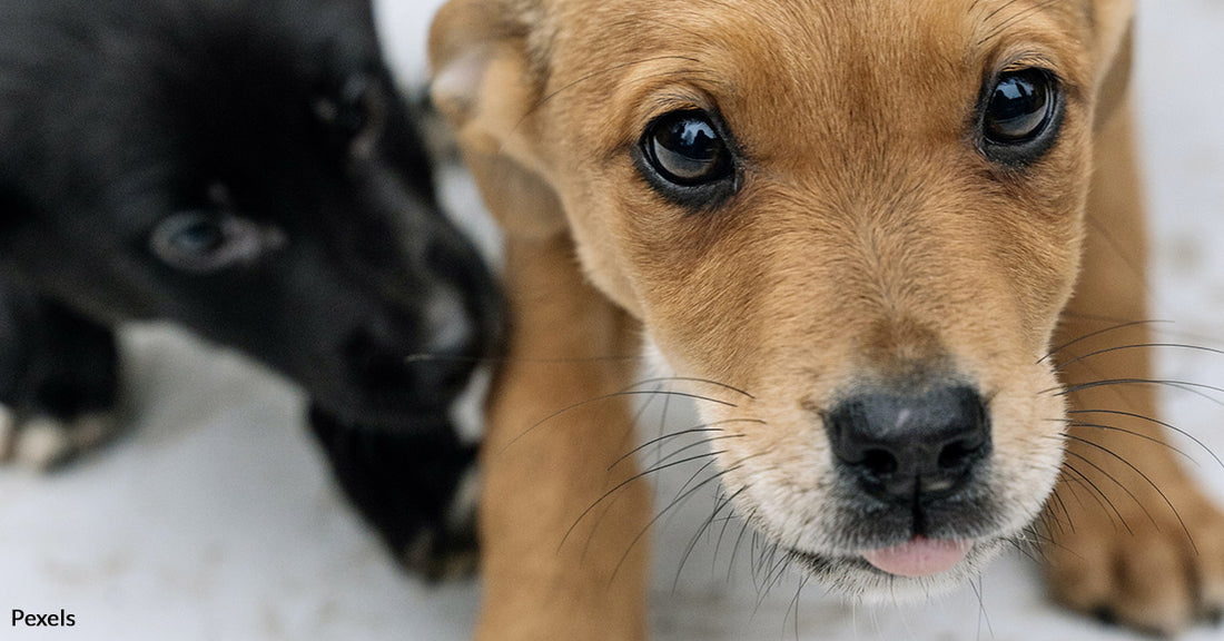 pets for adoption craigslist