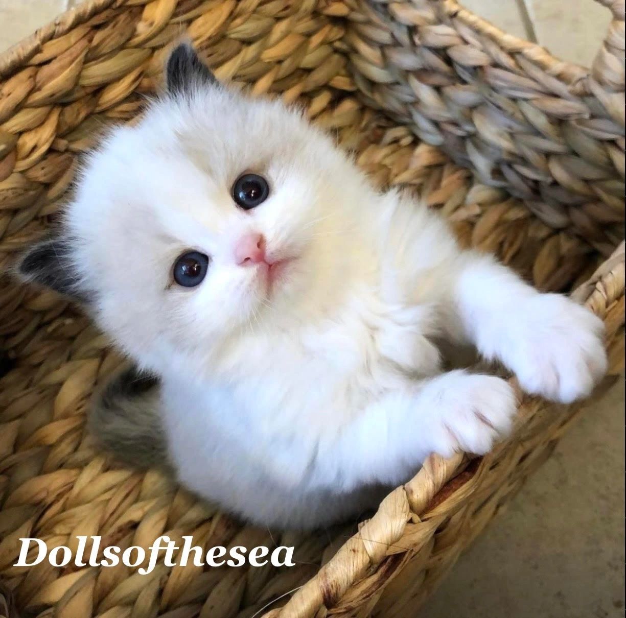 kittens for sale maui